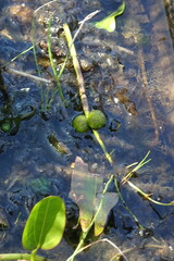 Sagittaria natans