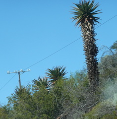 Aloe ferox
