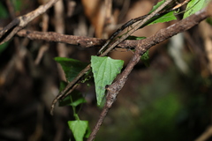 Zehneria cunninghamii