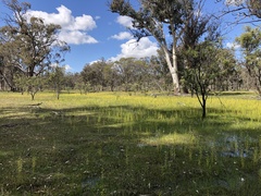 Drosera stricticaulis