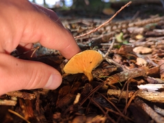 Hydnum rufescens