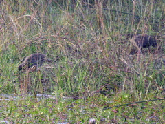 Pternistis adspersus