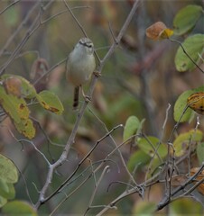 Prinia subflava