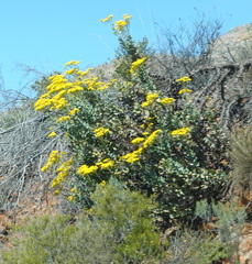 Othonna parviflora
