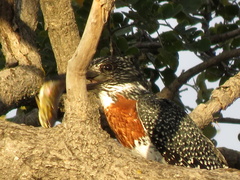 Megaceryle maxima maxima