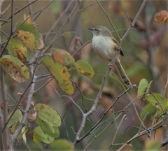 Prinia subflava