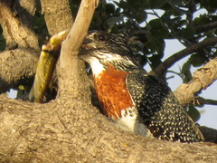 Megaceryle maxima maxima