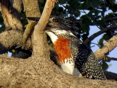 Megaceryle maxima maxima