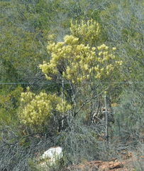 Leucadendron salignum