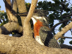 Megaceryle maxima maxima