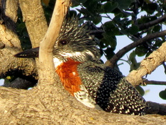 Megaceryle maxima maxima