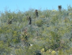 Aloe ferox