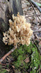 Artomyces pyxidatus