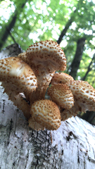 Pholiota squarrosoides