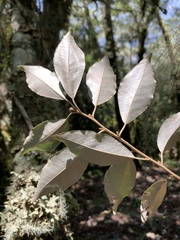 Elaeagnus