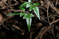 Jasminum singuliflorum