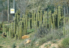 Trichocereus spachianus