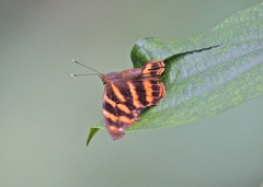Herona marathus