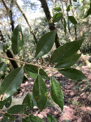 Elaeagnus