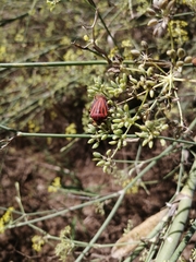 Graphosoma semipunctatum