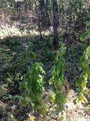 Parasenecio hastatus