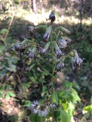 Parasenecio hastatus