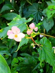Begonia formosana