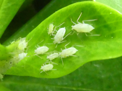 Macrosiphum daphnidis