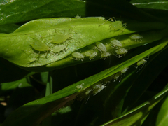 Macrosiphum daphnidis
