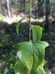Parasenecio hastatus