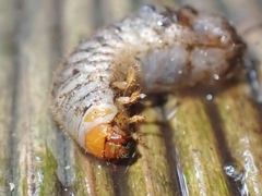 Scarabaeidae