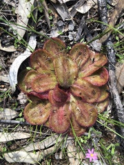 Drosera collina