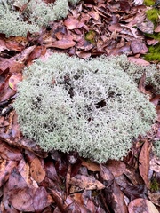 Cladonia subtenuis