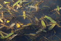 Sagittaria natans