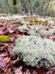 Cladonia subtenuis