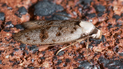 Scatochresis innumera