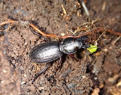 Mecodema sculpturatum