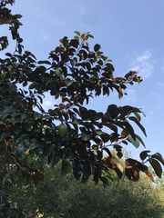 Chrysophyllum