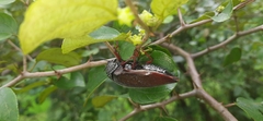 Sternocera chrysis
