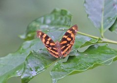 Herona marathus