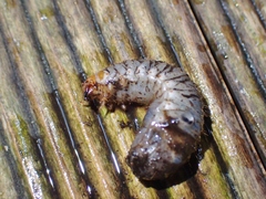 Scarabaeidae