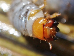 Scarabaeidae