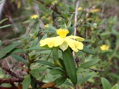 Hibbertia saligna