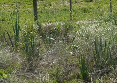 Albuca canadensis