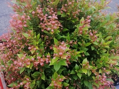Syzygium myrtifolium