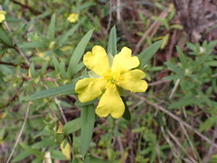 Hibbertia saligna