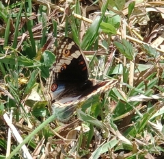 Junonia orithya