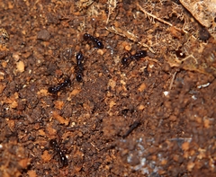 Chelaner antarcticus