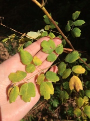 Thalictrum minus