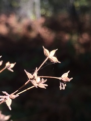 Thalictrum minus